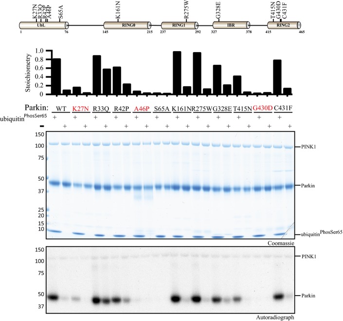 Identification of Parkinson’s disease-associated mutants that disrupt ubiquitinPhospho-Ser65-enhanced phosphorylation of Parkin by TcPINK1