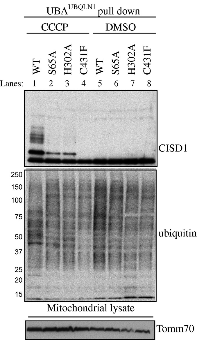 Parkin His302 is required for optimal activation of Parkin ubiquitin E3 ligase activity at mitochondria in response to PINK1 activation by CCCP