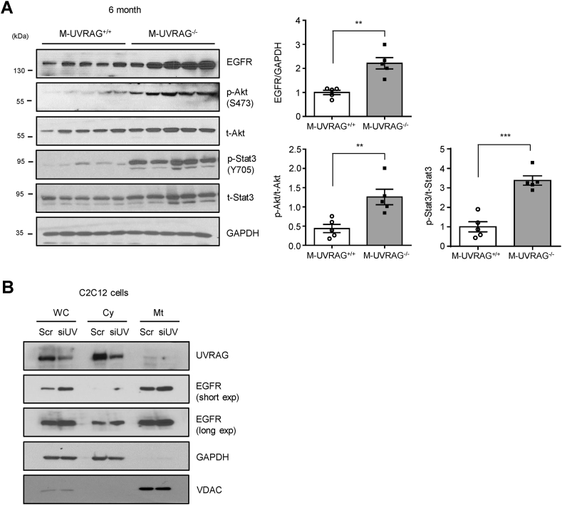 Figure 5