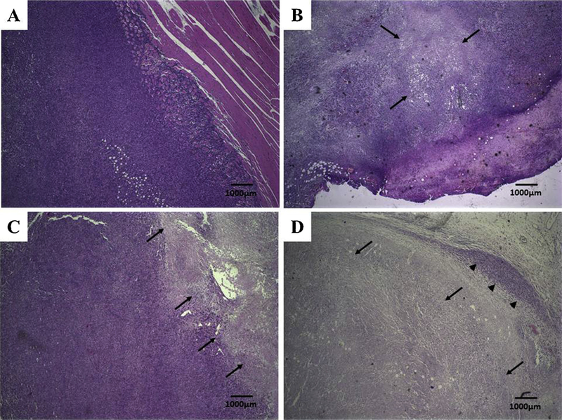 Fig. 8.