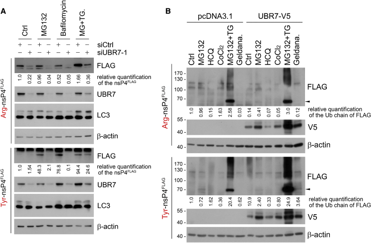 Figure 4