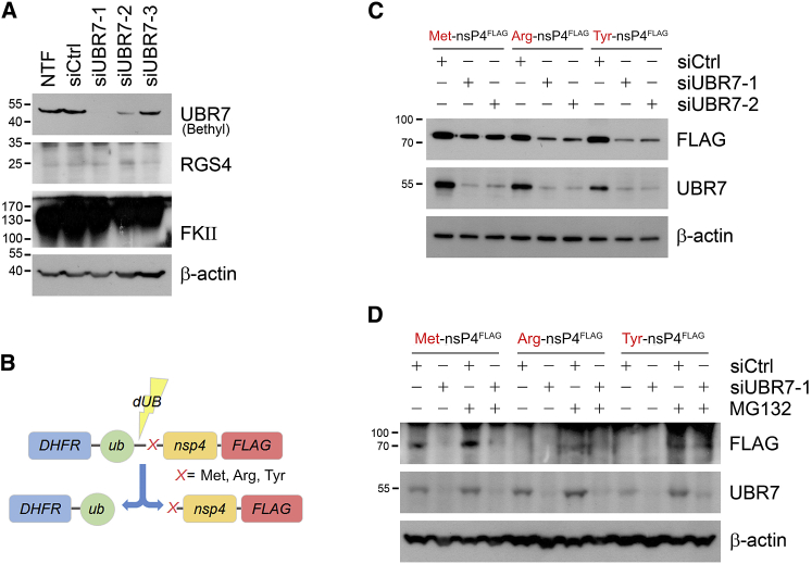 Figure 3