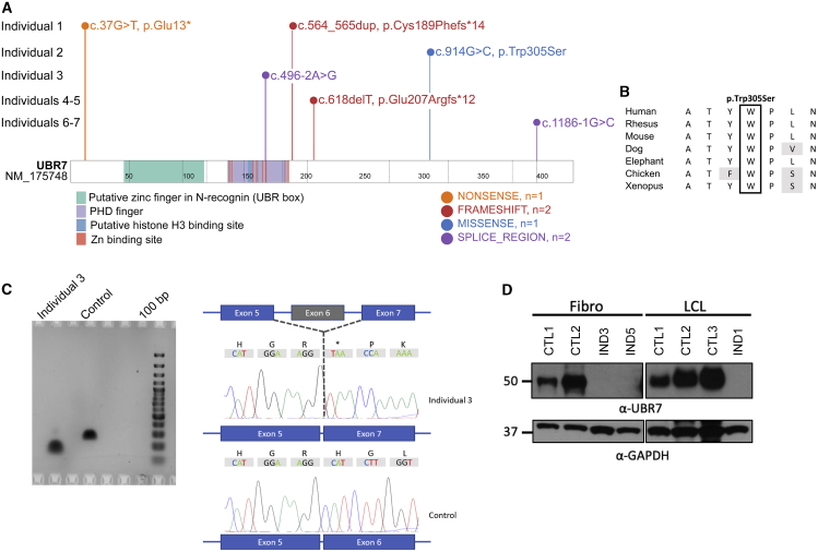 Figure 2