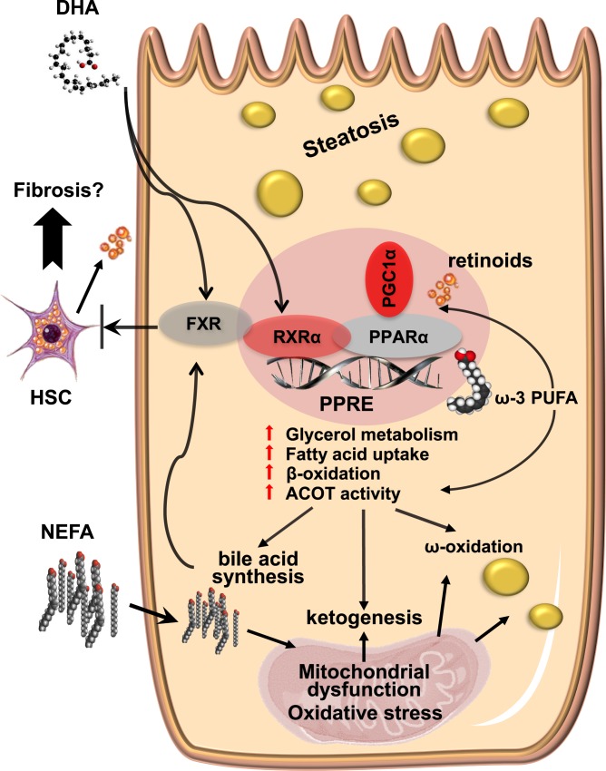 Fig 7