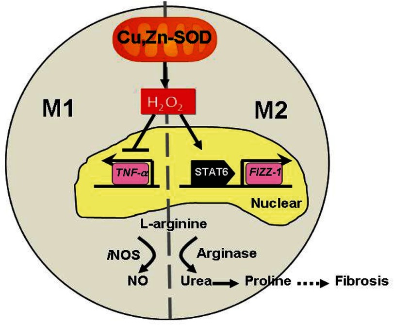 FIGURE 7.