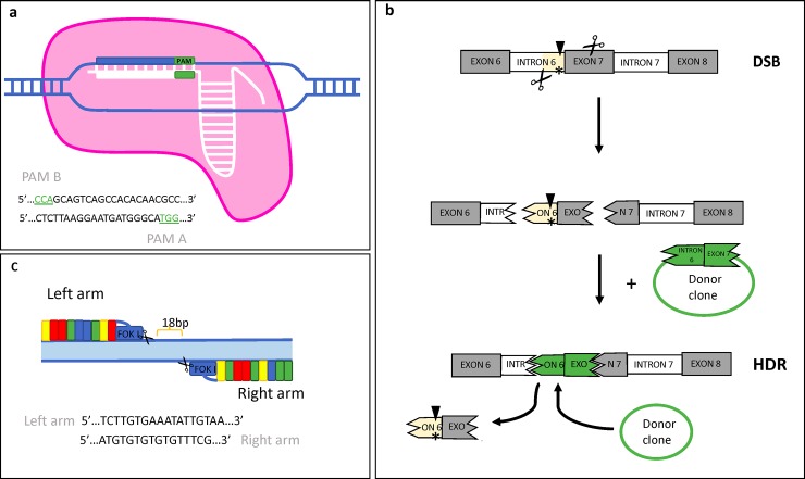 Fig 1