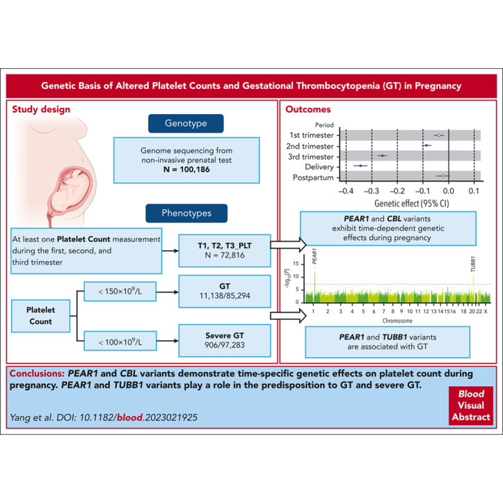 graphic file with name BLOOD_BLD-2023-021925-ga1.jpg