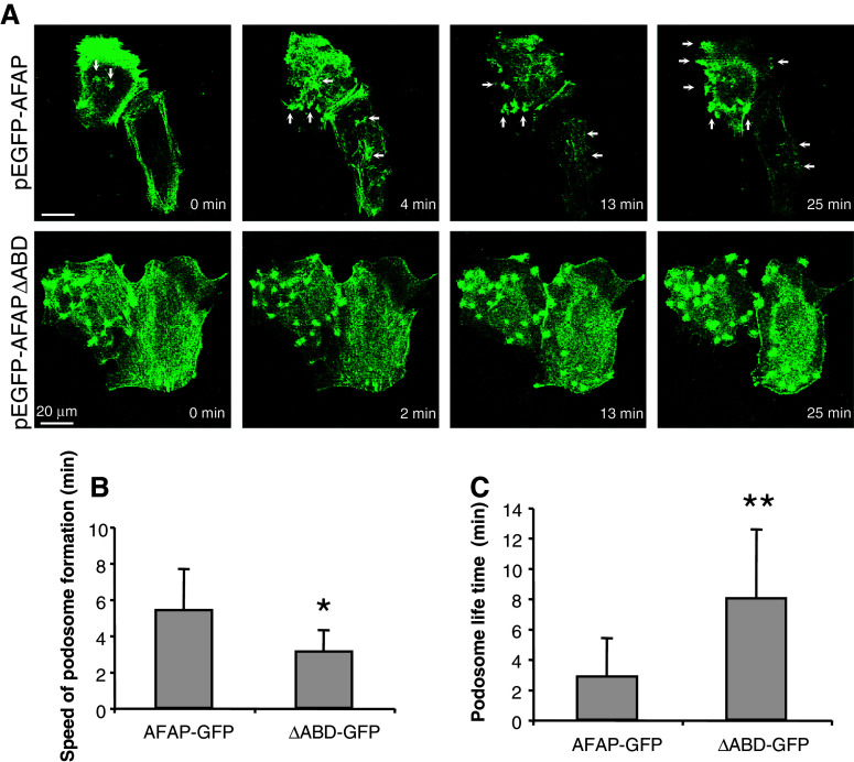 Fig. 8