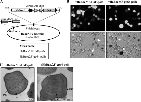 FIG. 6.