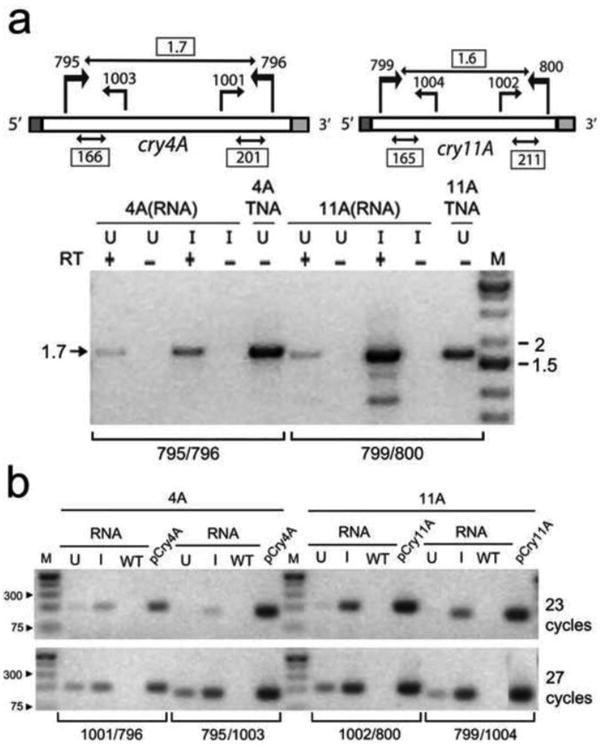 Fig. 5