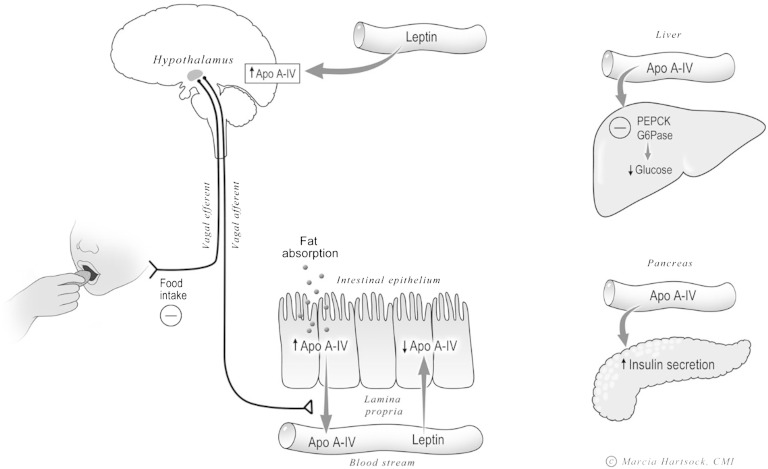 Fig. 5.