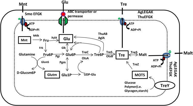 FIGURE 1