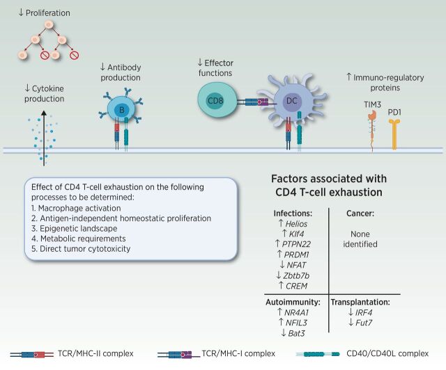 Figure 2. Consequences of CD4 T-cell exhaustion on CD4 Th functions. Although the details of CD4 T-cell exhaustion remain to be deciphered, negative effects on proliferation, cytokine production, B-cell help, and CD8 effector functions have been reported. In addition, CD4 T cells with reduced effector functions upregulate immune-regulatory proteins, such as T-cell immunoglobulin and mucin domain-3 (TIM3) and PD-1, paralleling phenotypes observed in exhausted CD8 T cells. Whether CD4 T-cell exhaustion negatively impacts macrophage activation and direct tumor cytotoxicity remains to be determined. Further research is required to determine whether loss of antigen independent homeostatic proliferation and alterations in epigenetic and metabolic profiles are features of exhausted CD4 T cells, similar to exhausted CD8 T cells. Abbreviations: Bat3: human leukocyte antigen B (HLA-B)–associated transcript 3; CREM: CAMP responsive element modulator; Fut7: fucosyltransferase 7; IRF4: interferon regulatory factor 4; Klf4: Krüppel-like factor 4; NFAT: nuclear factor of activated T cells; NFIL3: nuclear factor, interleukin 3 regulated; NR4A1: nuclear receptor subfamily 4 group A member 1; PRDM1: PR/SET domain 1 (encodes Blimp1); PTPN22: protein tyrosine phosphatase, non-receptor type 22; Zbtb7b: zinc finger and BTB domain containing 7B (encodes ThPOK). Adapted from an image created with BioRender.com.