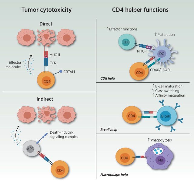 Figure 1. Overview of CD4 T-cell functions. CD4 T cells are most well known for their Th cell functions (displayed on the right). Through recognition of the TCR of the peptide-MHC complex, CD4 T cells mediate increased maturation and activation of DCs. This process allows augmented CD8 T-cell effectors upon interaction with the activated DCs. Furthermore, CD4 T cells increase B-cell maturation, antibody class switching, and affinity maturation, and enhance phagocytosis within macrophages (Mφ). Aside from helper functions, CD4 T cells possess both direct and indirect tumor cytotoxicity capacities (displayed on the left). Direct cytotoxicity was demonstrated by cytotoxic CD4 T expressing class I–restricted T-cell–associated molecule (CRTAM). Indirect cytotoxicity could also be guided by CD4 T cells through interaction with antigen-presenting cells (APC) or natural killer cells. Adapted from an image created with BioRender.com.