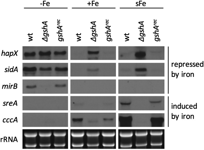 Fig. 5