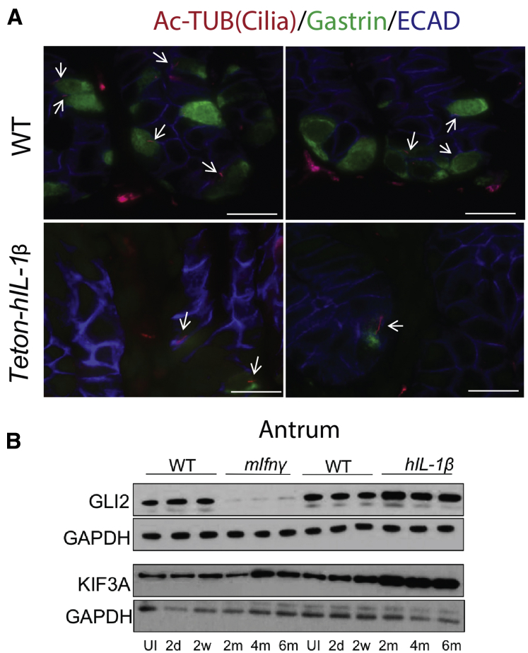 Figure 7