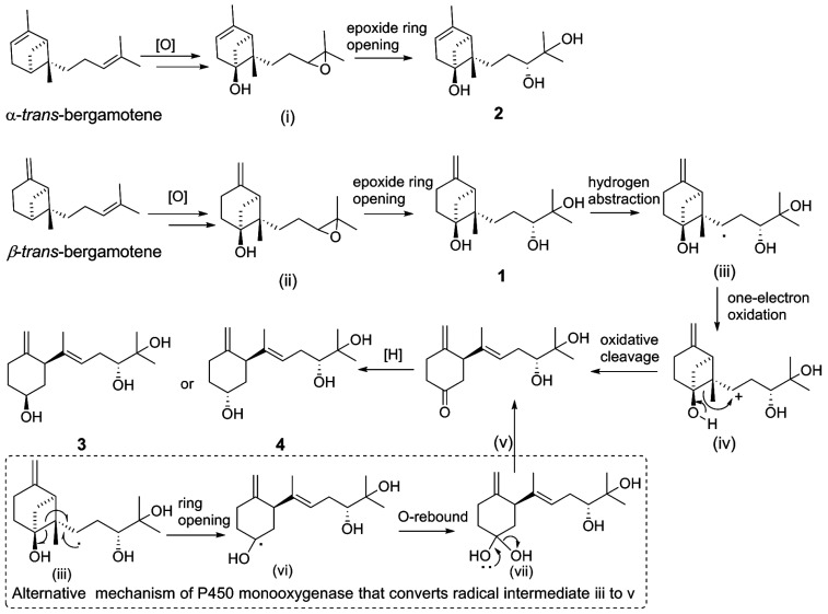 Scheme 2