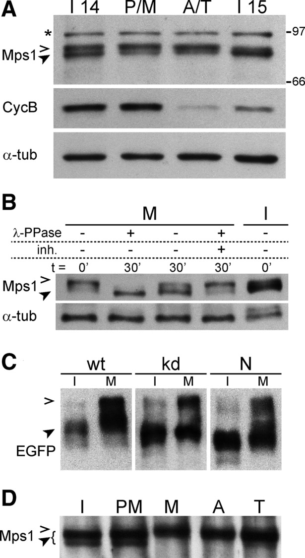 FIGURE 3: