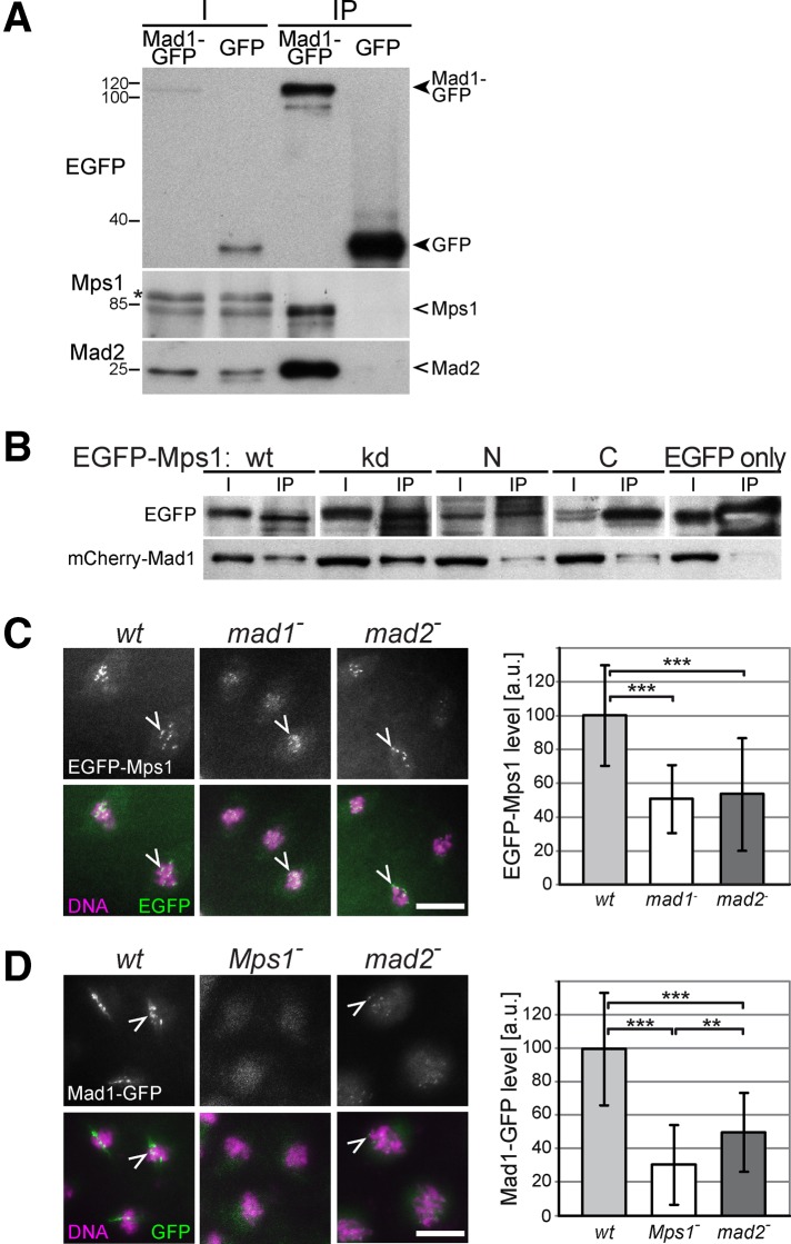 FIGURE 2: