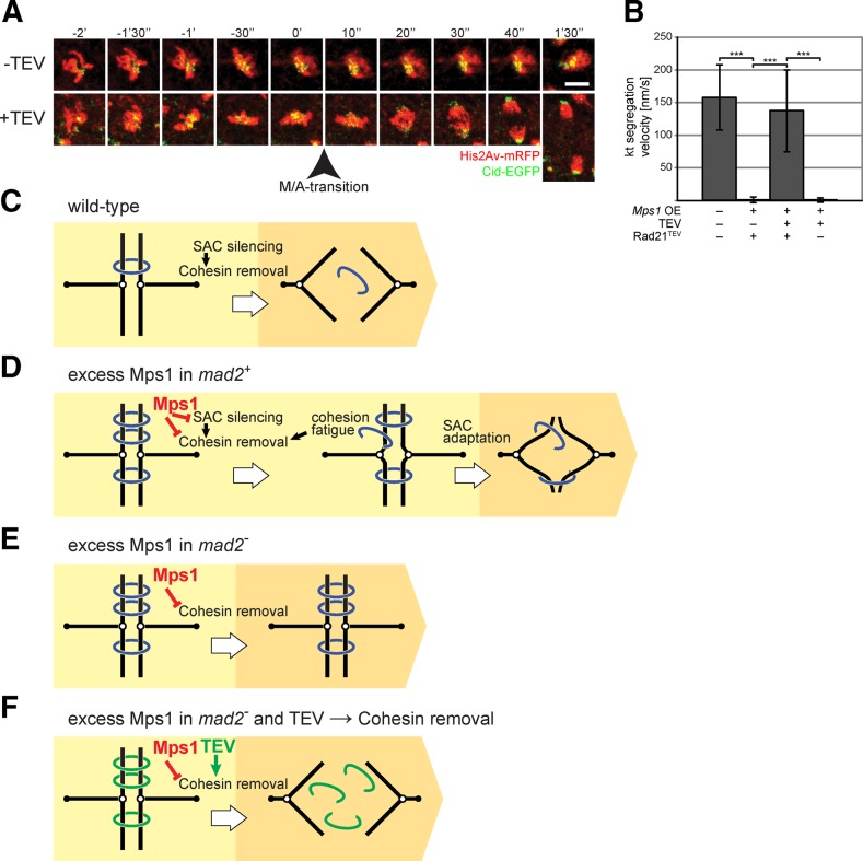 FIGURE 7: