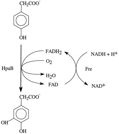 FIG. 6