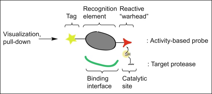 Fig. 1