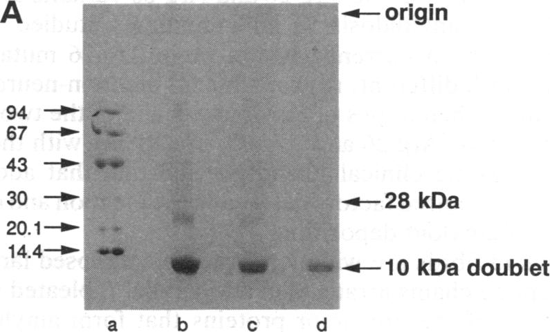 graphic file with name pnas01090-0113-a.jpg