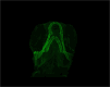 Graphical Abstract