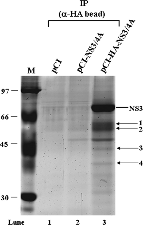 FIG. 1.