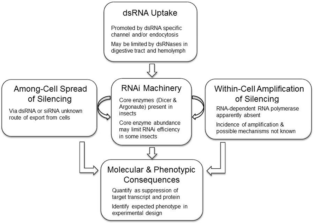 Towards the elements of successful insect RNAi - PMC