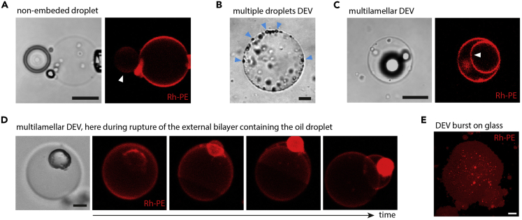 Figure 5