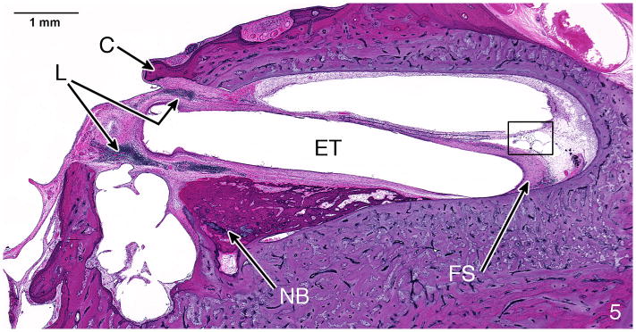 Fig. 5