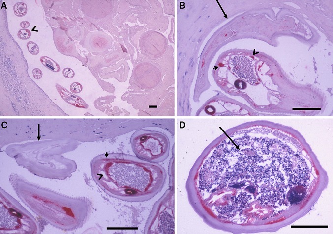 Fig. 2