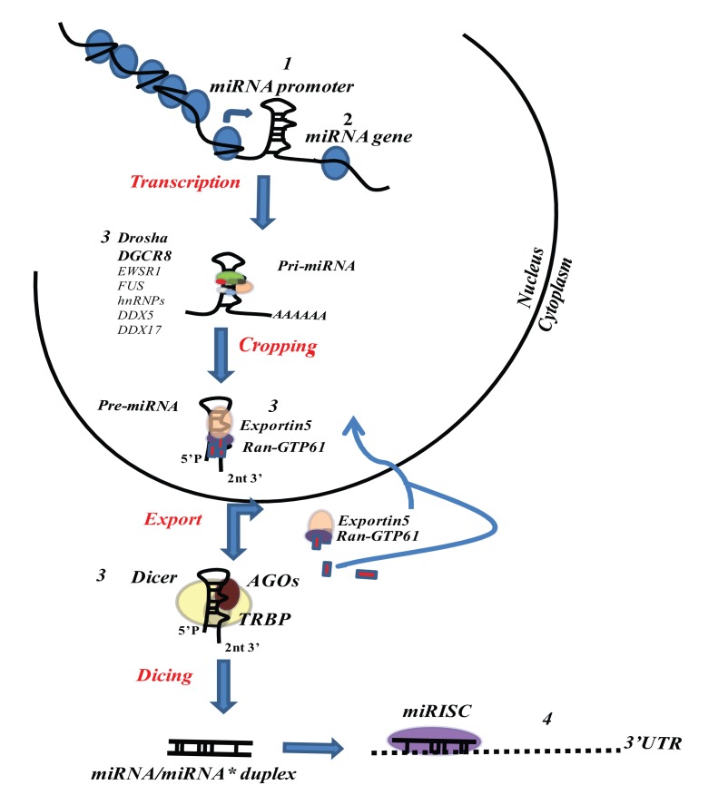 FIGURE 1