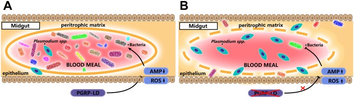 Fig 7