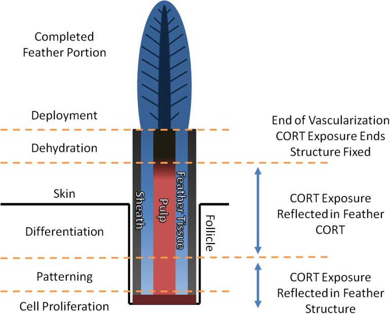 Figure 1: