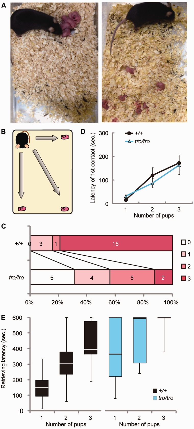 Fig. 3.—