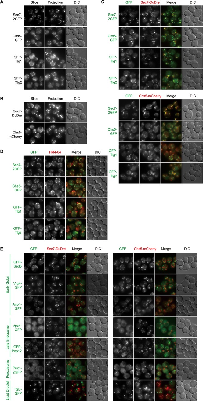 FIG 3