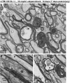 <b>FIG. 10.</b>