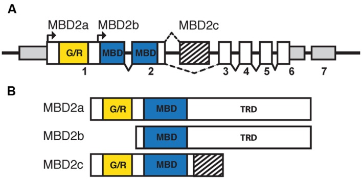 FIGURE 3