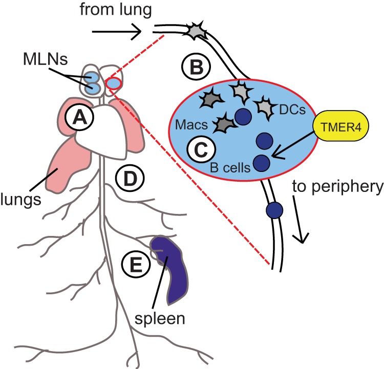 FIG 7 