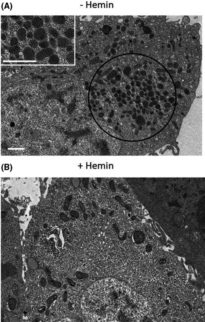 Fig. 5