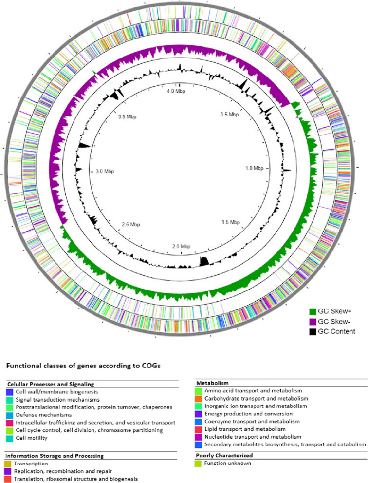 From the depths of the Java Trench: genomic analysis of Priestia flexa ...