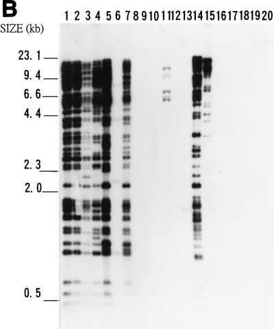 FIG. 5