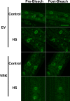 FIGURE 6: