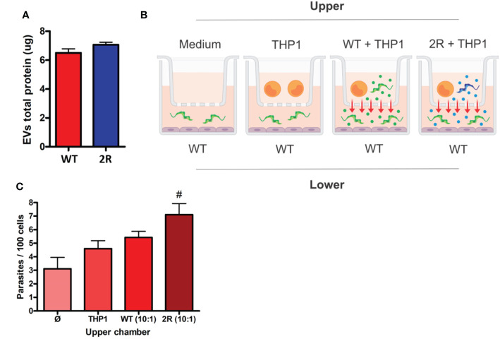 Figure 3