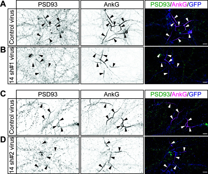 Figure 3—figure supplement 3.