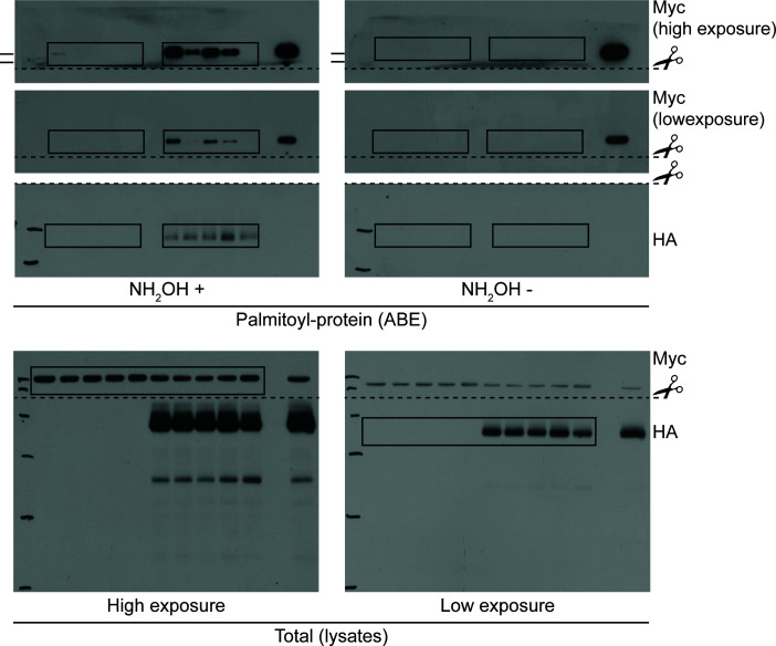 Figure 4—figure supplement 2.