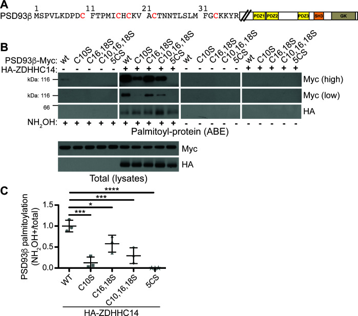 Figure 4—figure supplement 1.