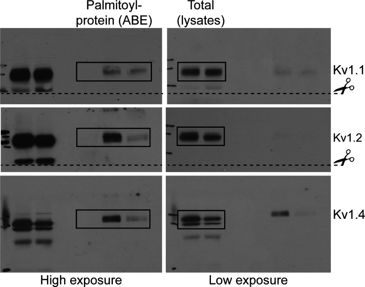 Figure 6—figure supplement 1.